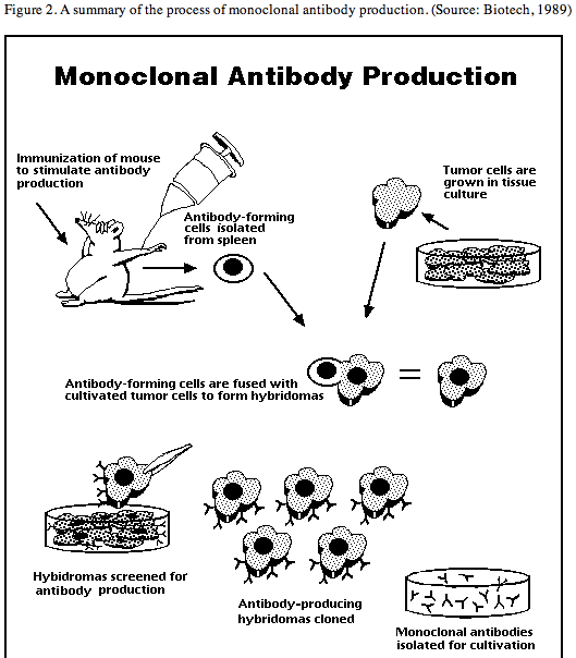 Production of monoclonal antibodies
